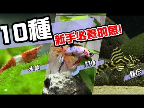 好養的小魚|2024年最受歡迎觀賞魚